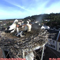 07_40-nest.jpg