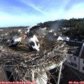 07_45-nest.jpg