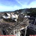 07_50-nest.jpg