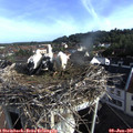 07_55-nest.jpg