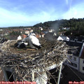 08_00-nest.jpg