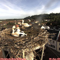08_10-nest.jpg