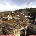 08_15-nest.jpg