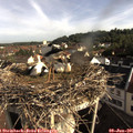 08_20-nest.jpg