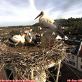 08_25-nest.jpg