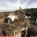 08_30-nest.jpg