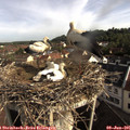08_35-nest.jpg
