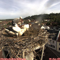 08_40-nest.jpg