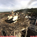 08_45-nest.jpg