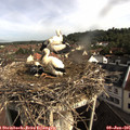 08_50-nest.jpg