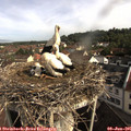 08_55-nest.jpg