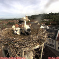 09_00-nest.jpg