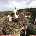 09_05-nest.jpg