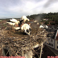 09_10-nest.jpg