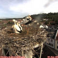 09_15-nest.jpg