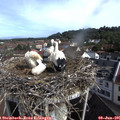 09_20-nest.jpg