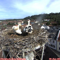 09_25-nest.jpg