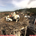 09_30-nest.jpg