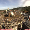 09_45-nest.jpg