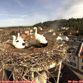 09_50-nest.jpg