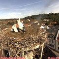 10_00-nest.jpg