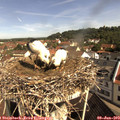 10_10-nest.jpg