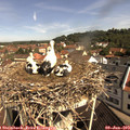 10_20-nest.jpg