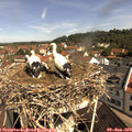 10_25-nest.jpg