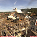 10_30-nest.jpg