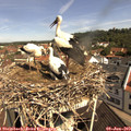 10_35-nest.jpg