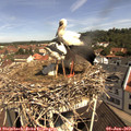 10_40-nest.jpg