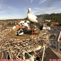 10_45-nest.jpg