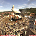 10_50-nest.jpg