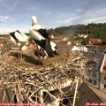 10_55-nest.jpg