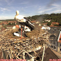 11_00-nest.jpg