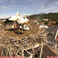 11_05-nest.jpg