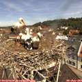 11_15-nest.jpg