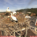11_20-nest.jpg