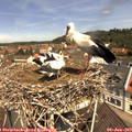 11_25-nest.jpg