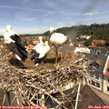 11_30-nest.jpg