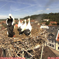 11_35-nest.jpg
