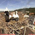 11_40-nest.jpg