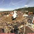 11_50-nest.jpg