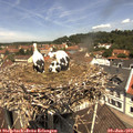 11_55-nest.jpg