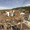 12_00-nest.jpg