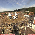 12_05-nest.jpg