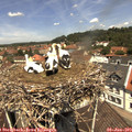 12_10-nest.jpg
