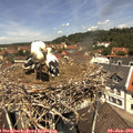 12_15-nest.jpg