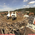12_20-nest.jpg