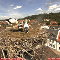 12_25-nest.jpg